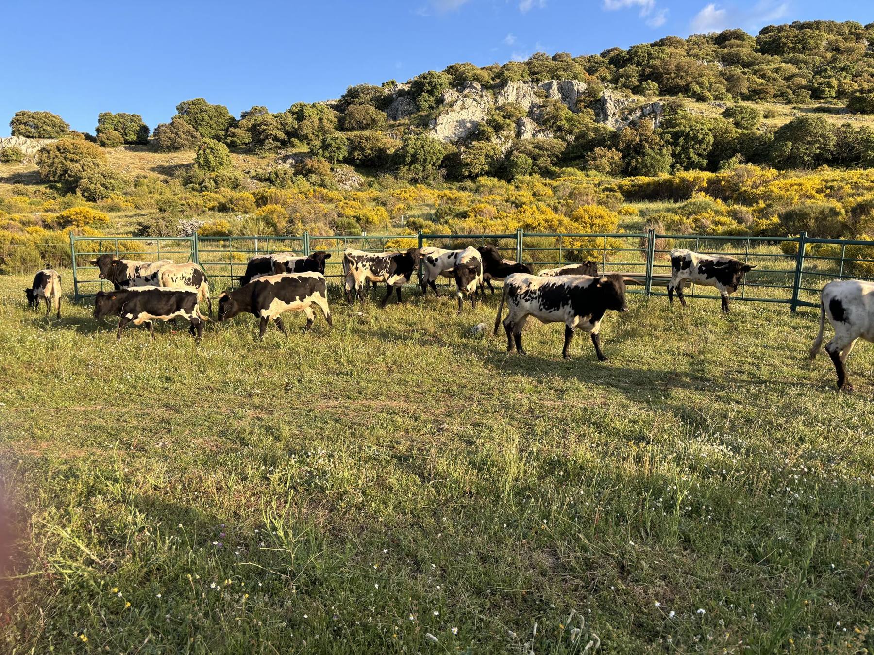 Rebaño de vacas berrendas pastando junto a la sierra en primavera, con las retamas en flor