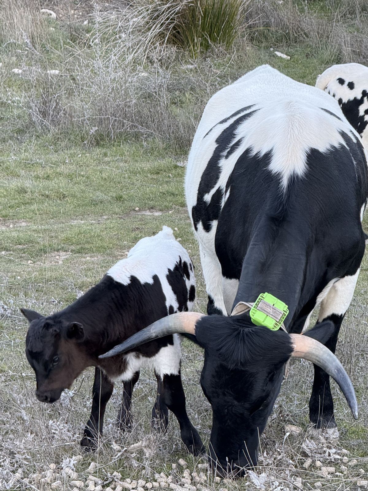 Vaca Berrenda en Negro con su ternero, pastando en la finca